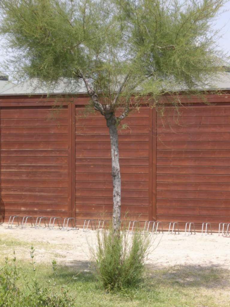 tamarix_polloni