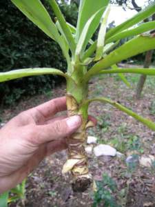 Talea di pollone di yucca