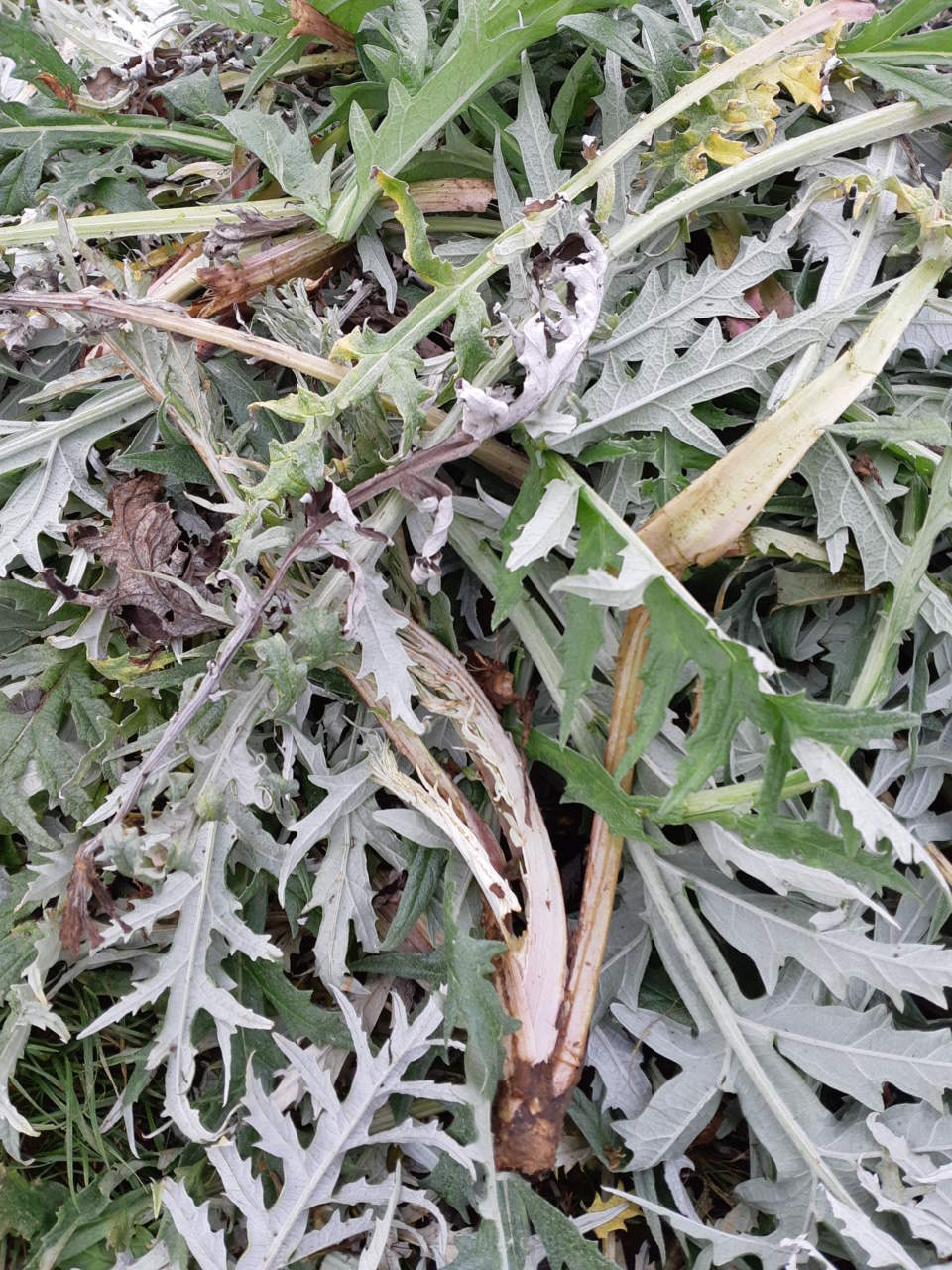 carducci carciofi