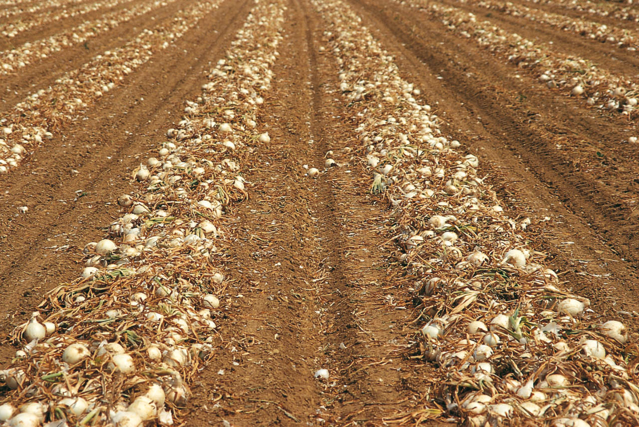 cipolle essiccazione in campo