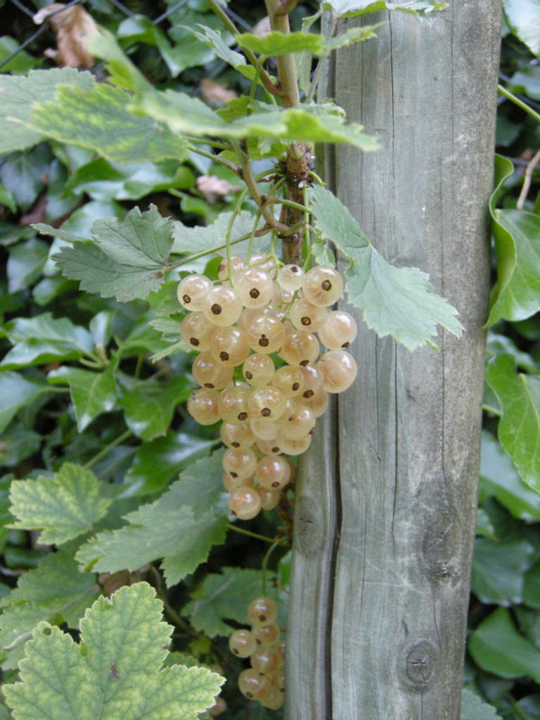 ribes bianco