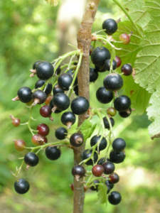 ribes nero
