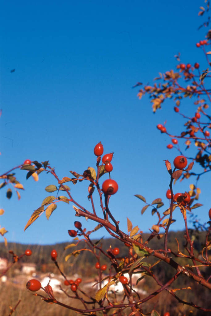 rosa canina bacche