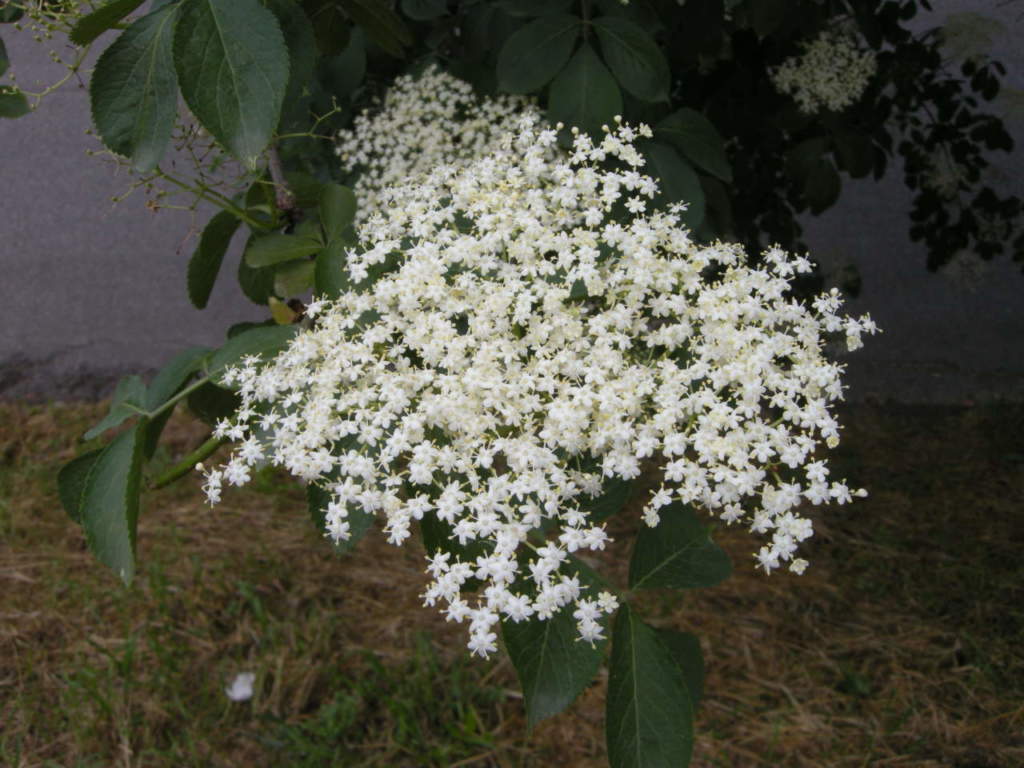sambuco fiori