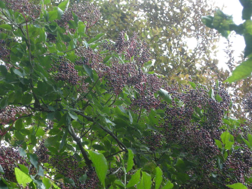frutti di sambuco