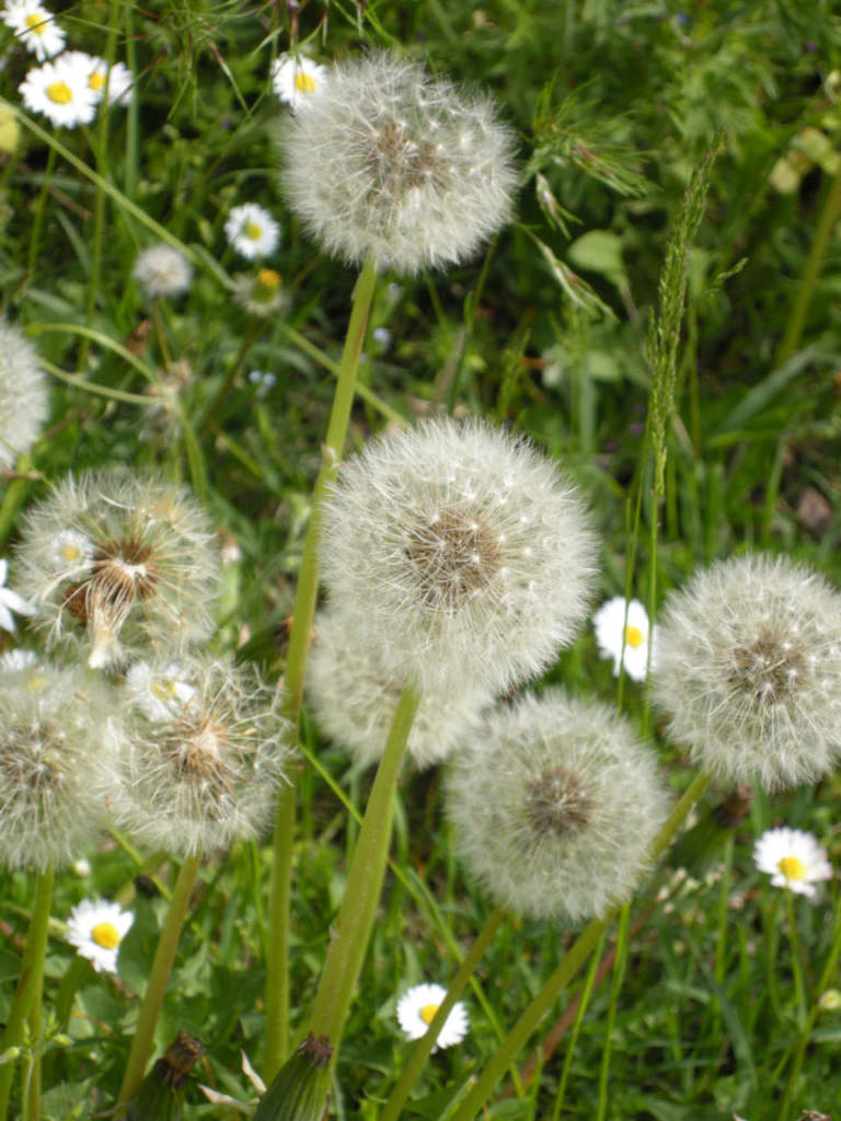 soffioni