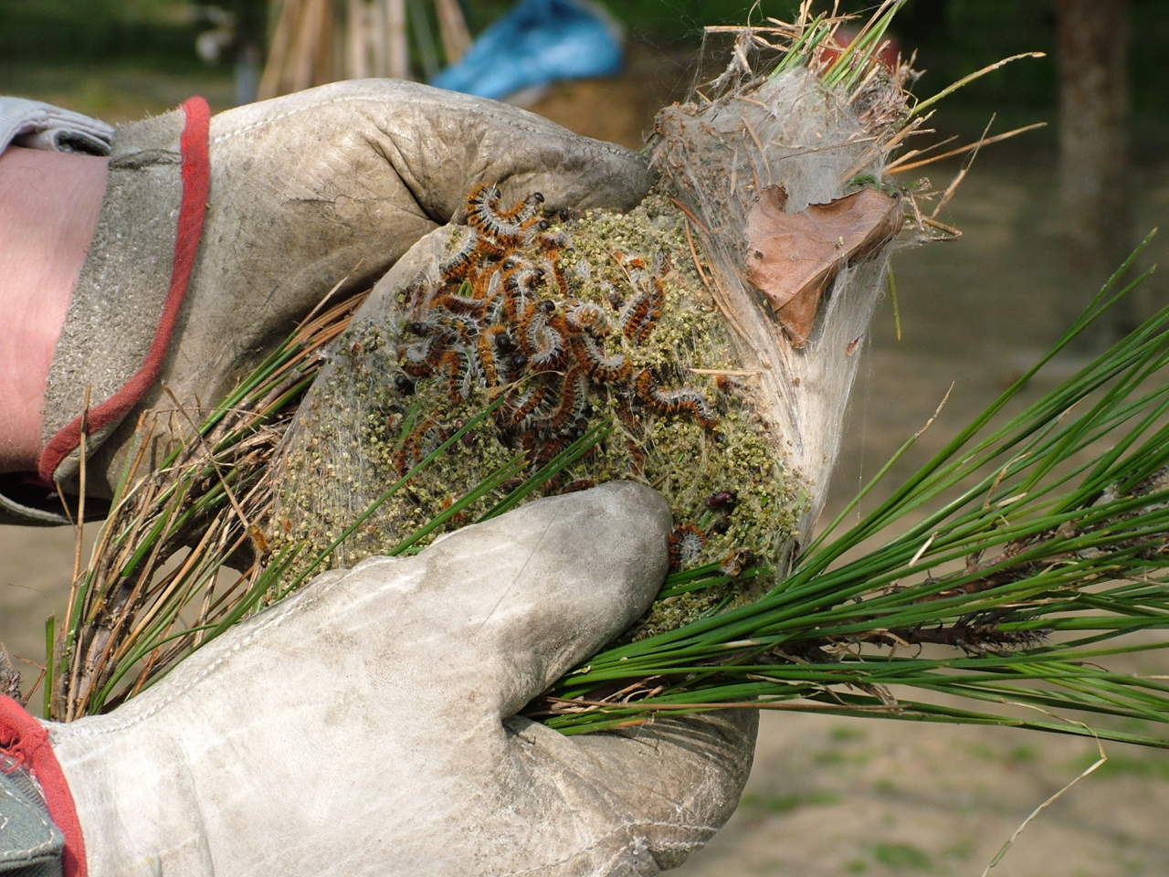 Larve di processionaria