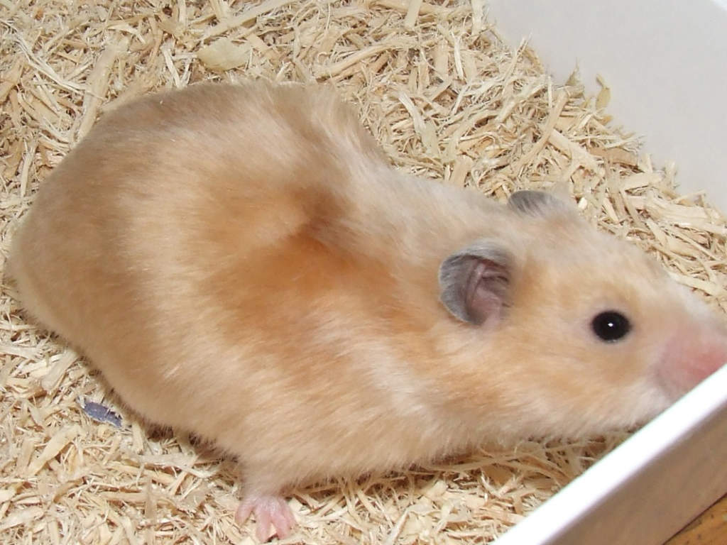 criceto dorato