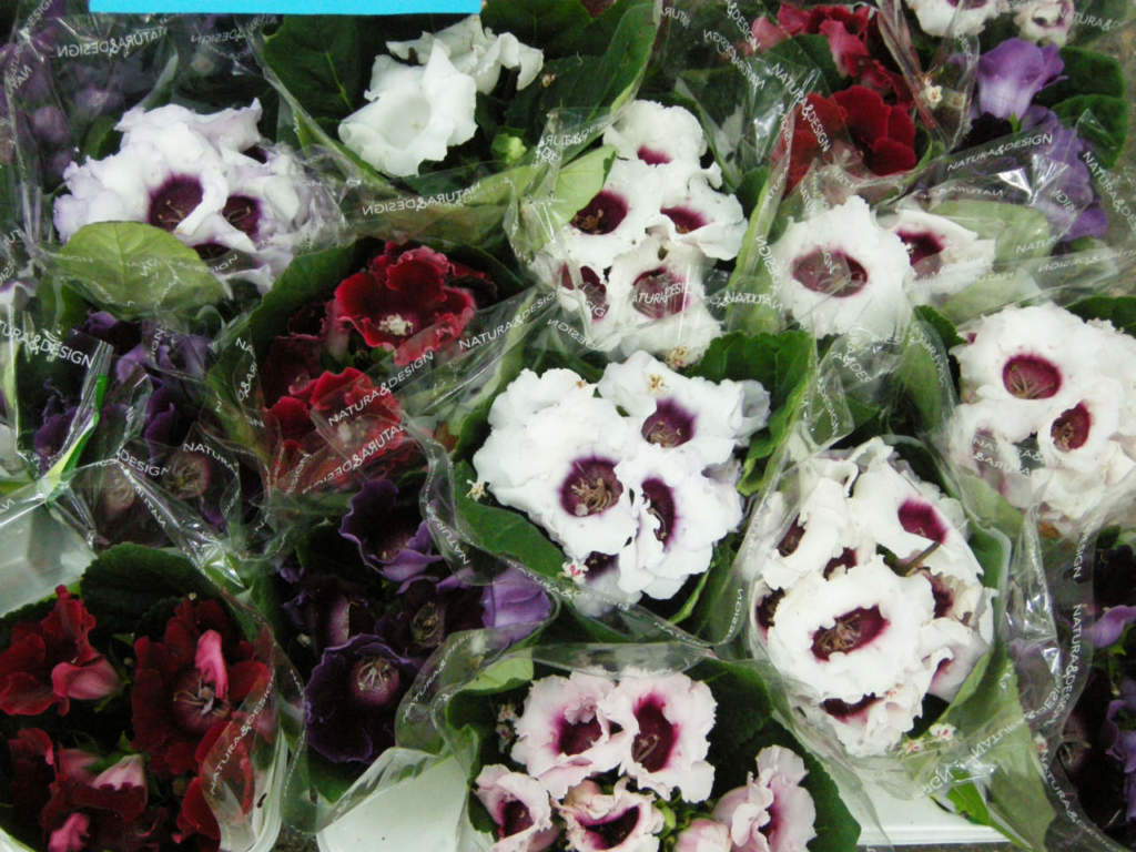 gloxinia