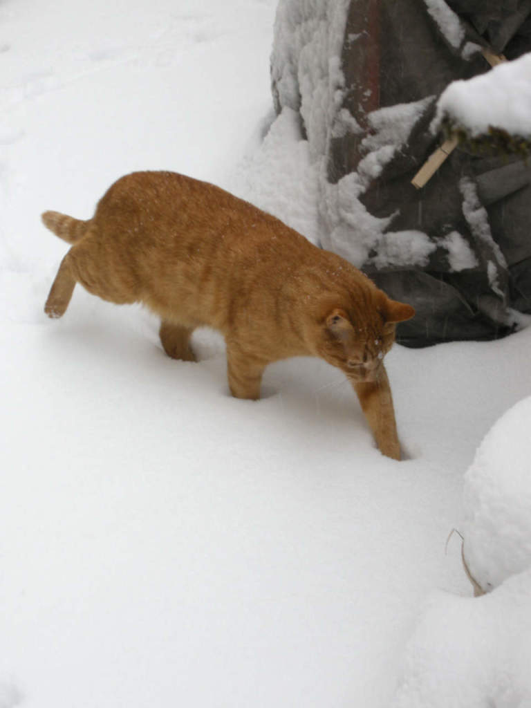 gatto e neve