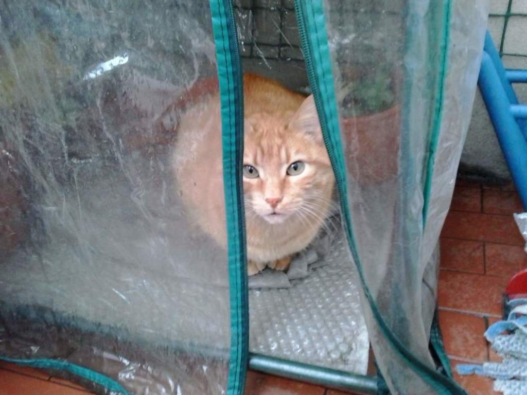 gatto riparato nella serra