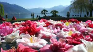 camelie locarno 2019