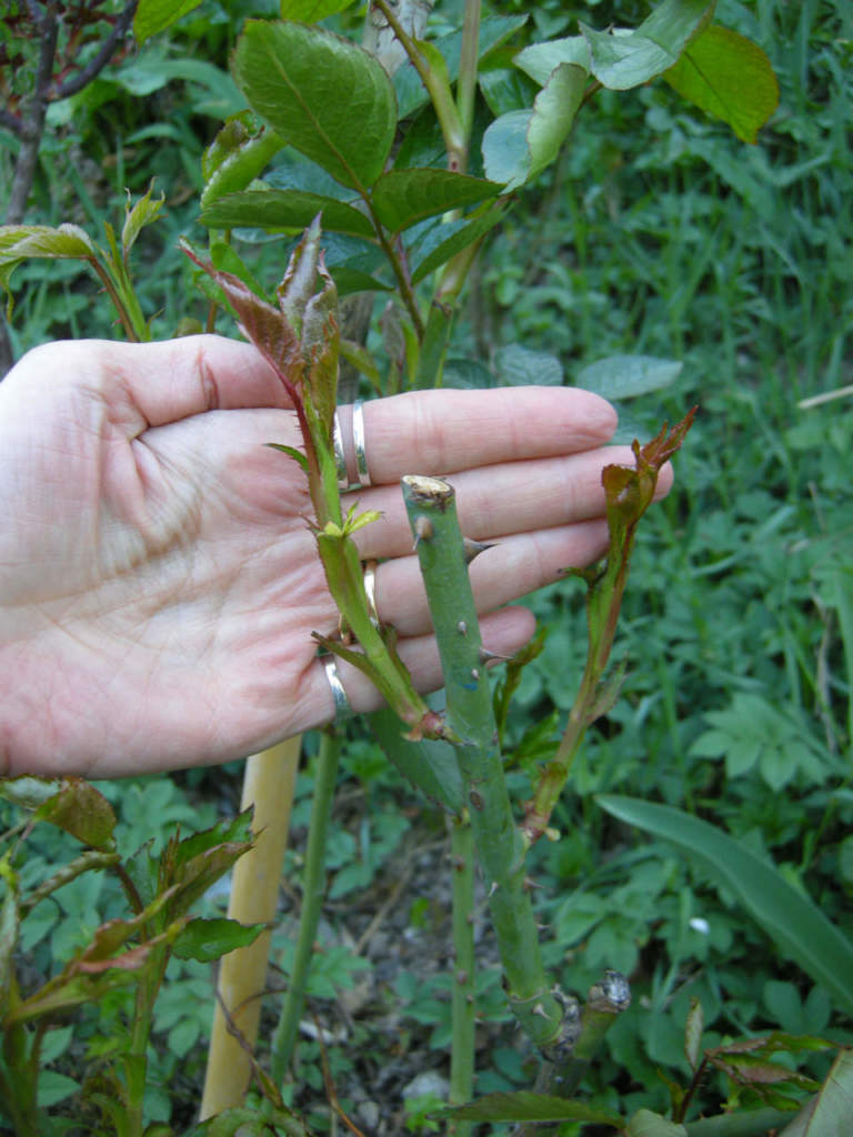 rosa potatura sbagliata