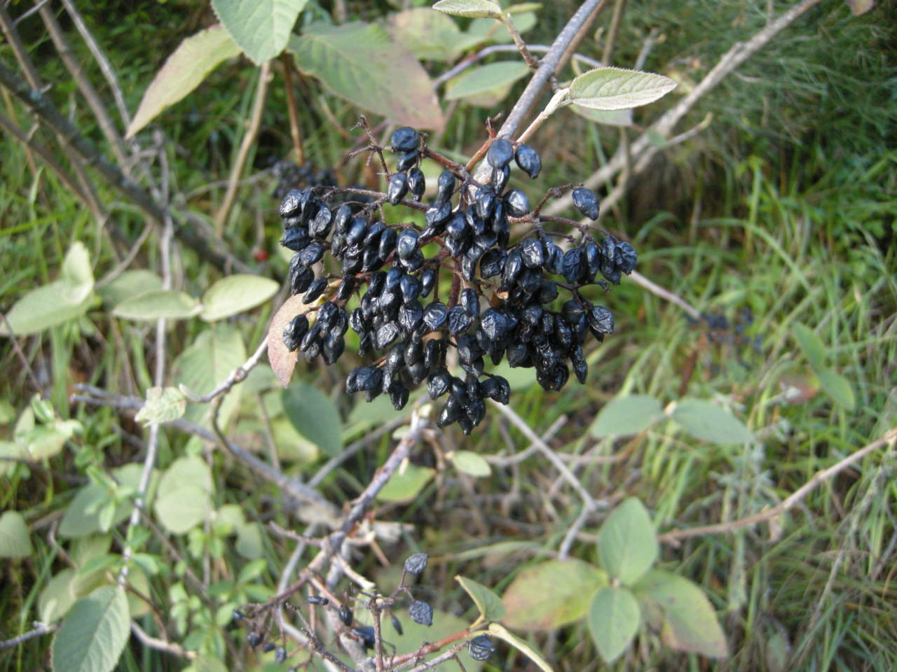 Viburnum lantana