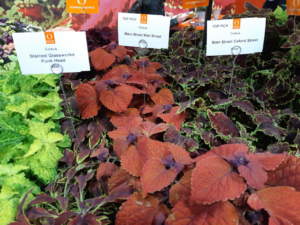 coleus solenostemon