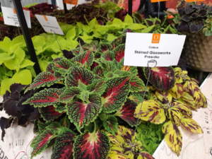 coleus solenostemon