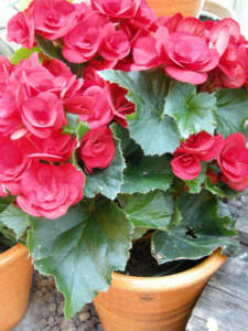 begonia