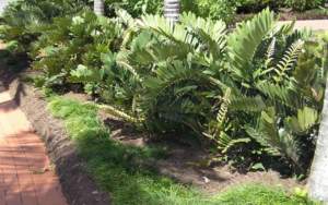 zamia piante in giardino