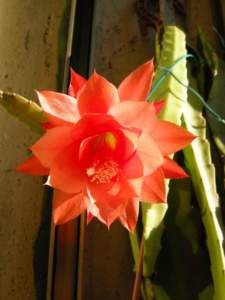 epiphyllum_ackermannii