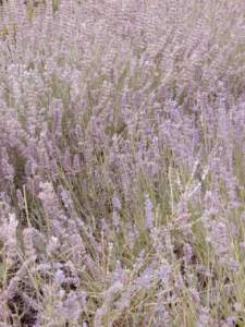 lavanda