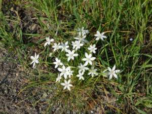 ornithogalum3_umbellatum