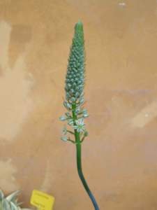 ornithogalum_caudatum_f2