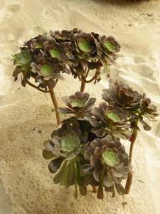 pad_S_aeonium_giromagi