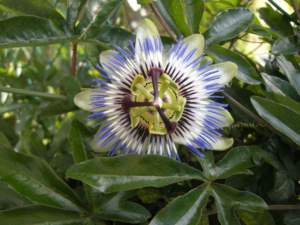 passiflora_coerulea_f4