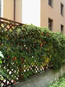 passiflora_coerulea_fr