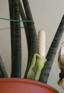 zamioculcas_fiore