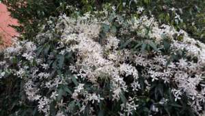 20170319_clematis_armandi