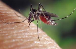 Aedes_albopictus