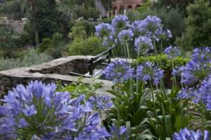 agapanthus a villa della pergola 2019