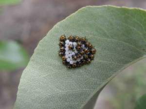 halomorpha halys