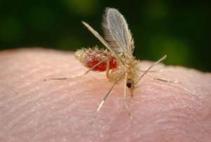 Phlebotomus_papatasi