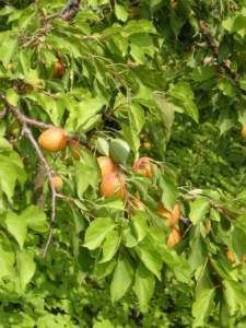 orto e frutteto in giugno
