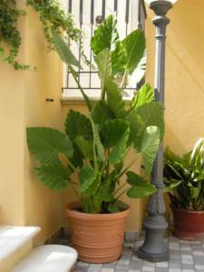 alocasia
