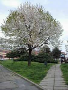 ciliegio_città_f1