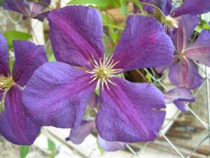 clematis_jackmannii3