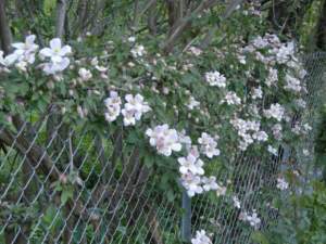 clematis_montana11
