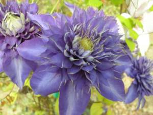 Clematis 'Multi Blue'