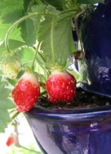 fragole_vaso