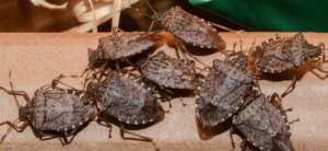 halyomorpha_aggregato
