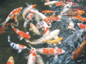 koi1