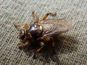 mosca-Hippobosca_equina