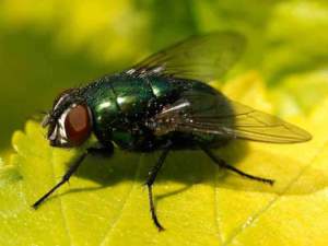 mosca_Lucilia_sericata