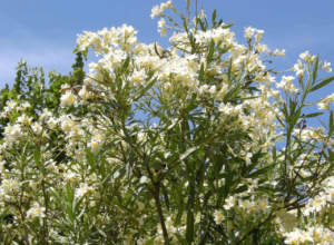 il giardino in giugno
