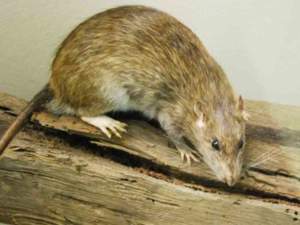 rattus_norvegicus