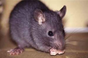 rattus_rattus