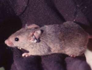 topo_mus_musculus